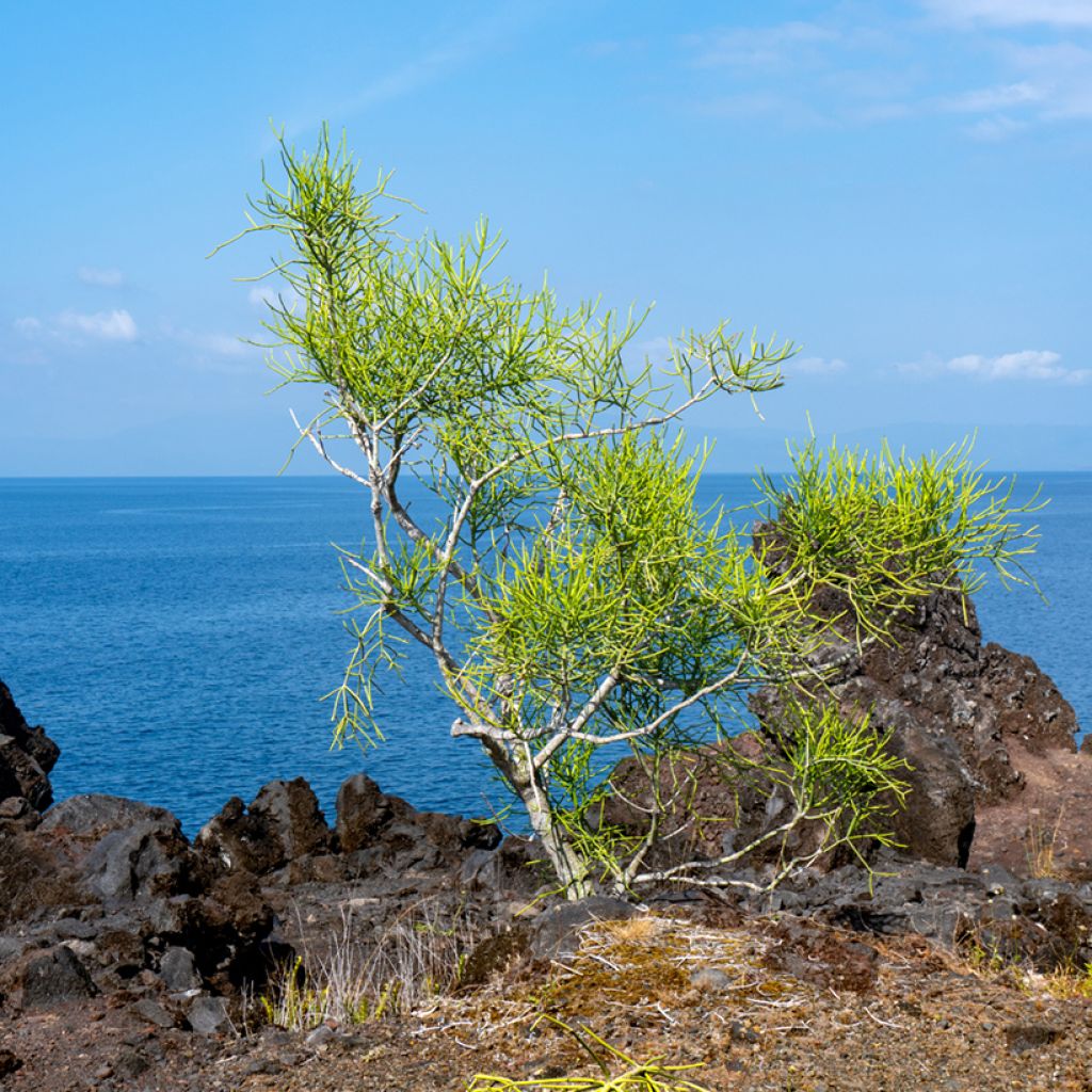Euphorbia tirucalli - Albero delle Matite