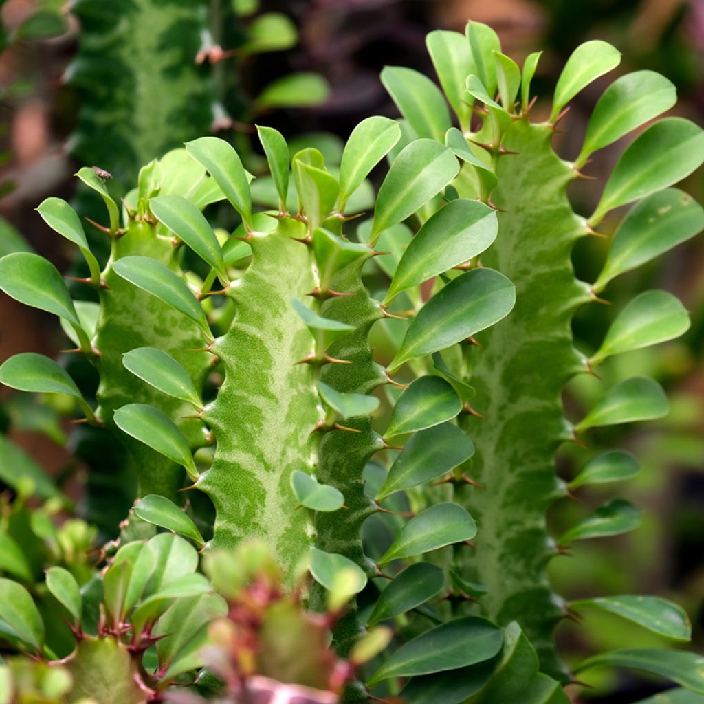 Euphorbia trigona