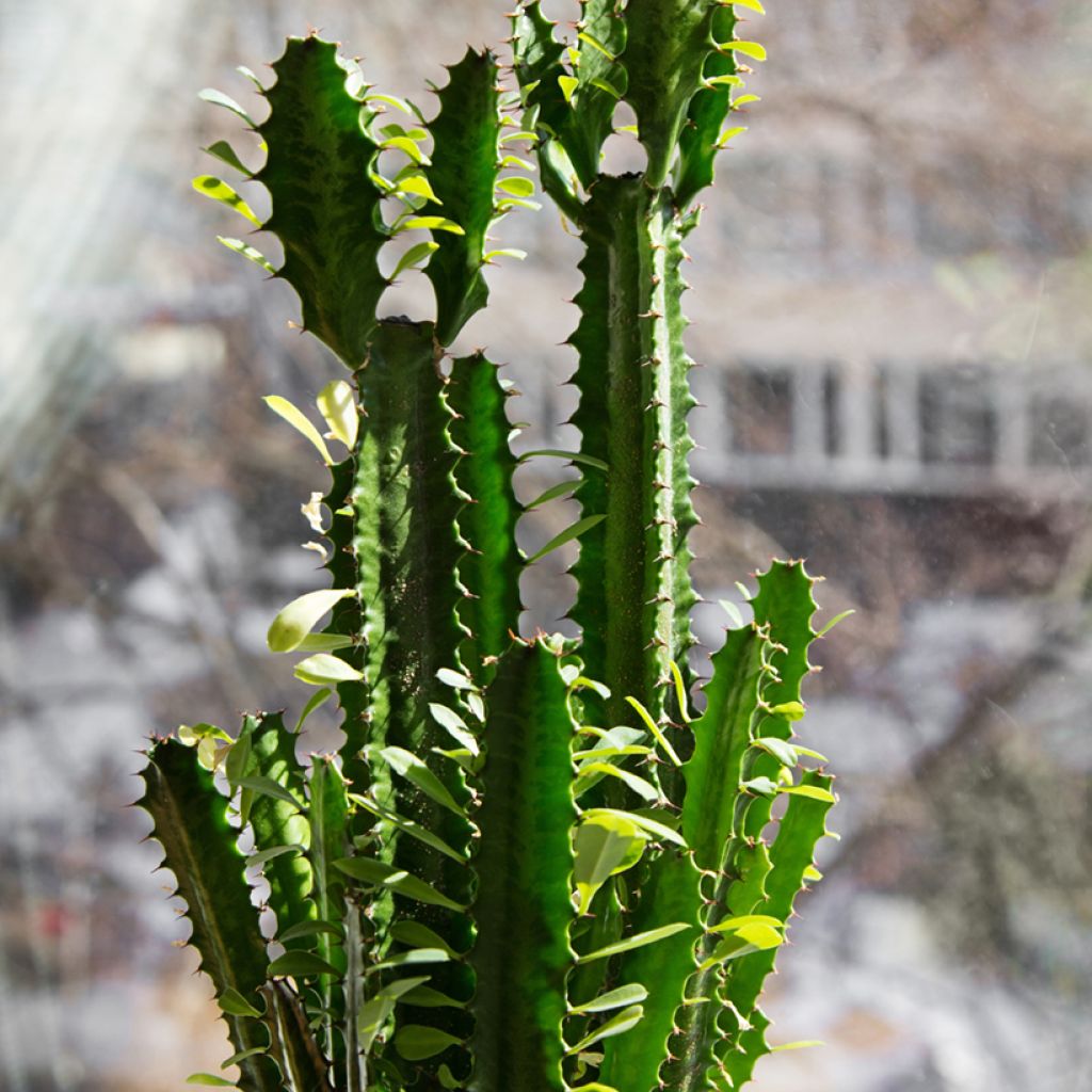 Euphorbia trigona