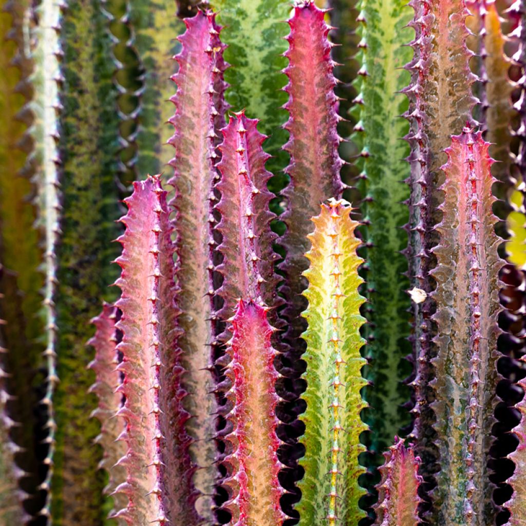 Euphorbia trigona f. rubra