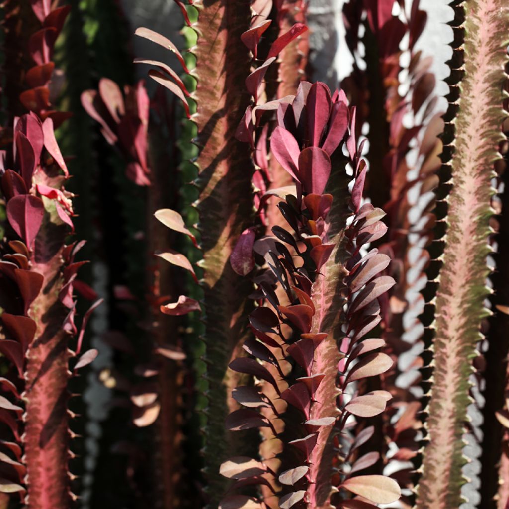 Euphorbia trigona f. rubra