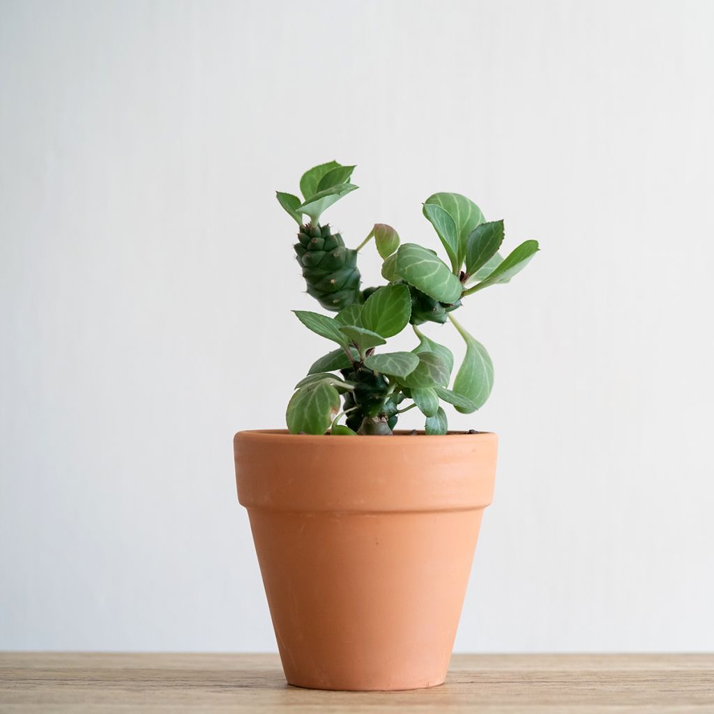 Euphorbia ritchiei