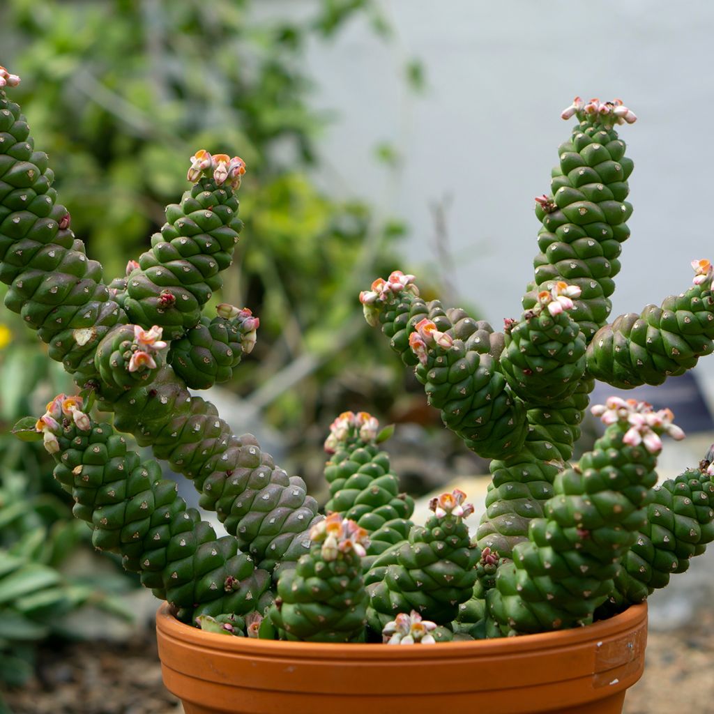 Euphorbia ritchiei