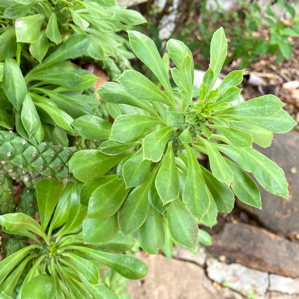 Euphorbia ritchiei