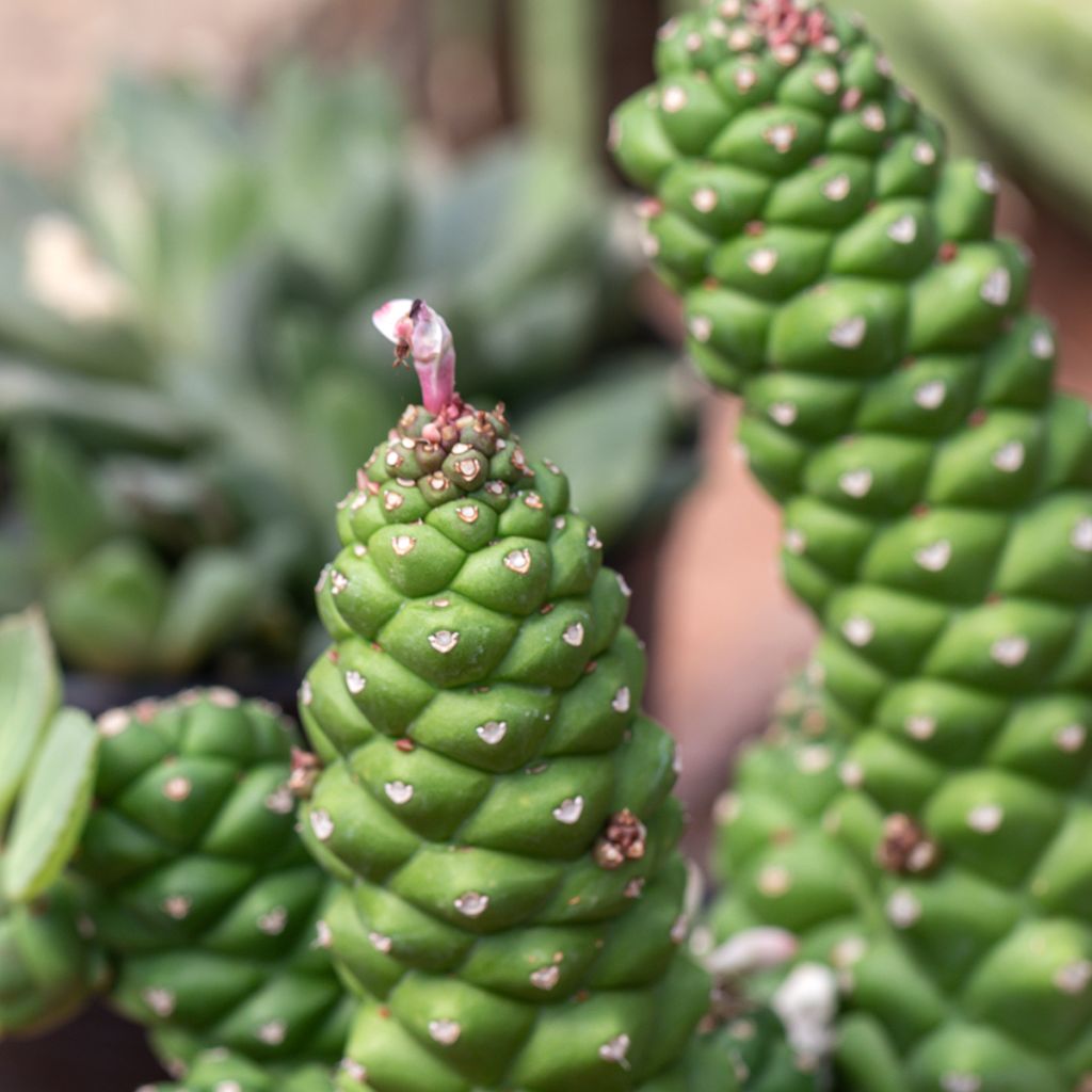 Euphorbia ritchiei