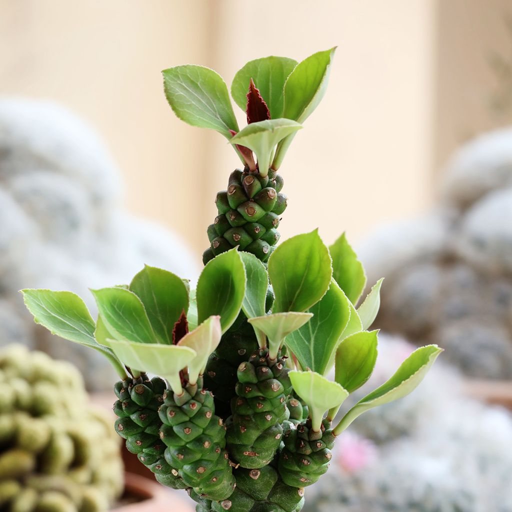Euphorbia ritchiei