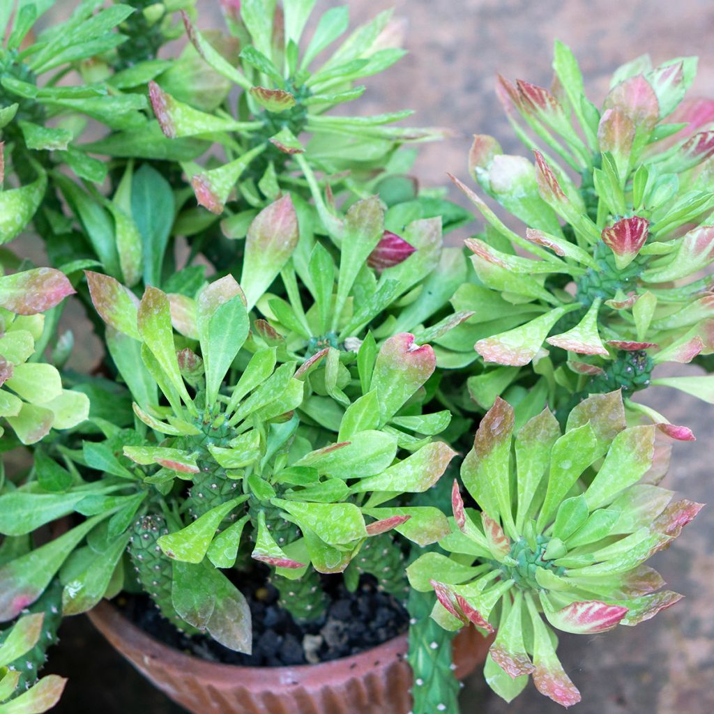 Euphorbia ritchiei