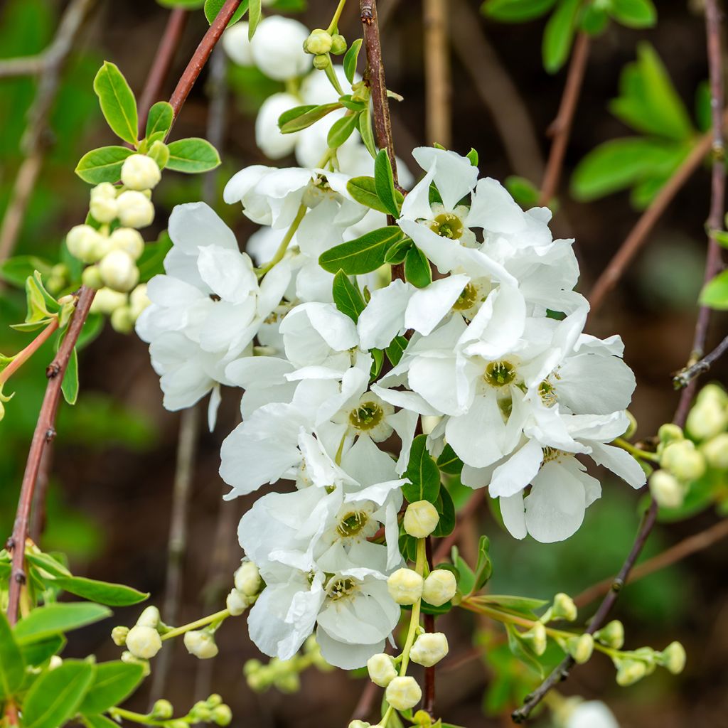 Exochorda macrantha The Bride