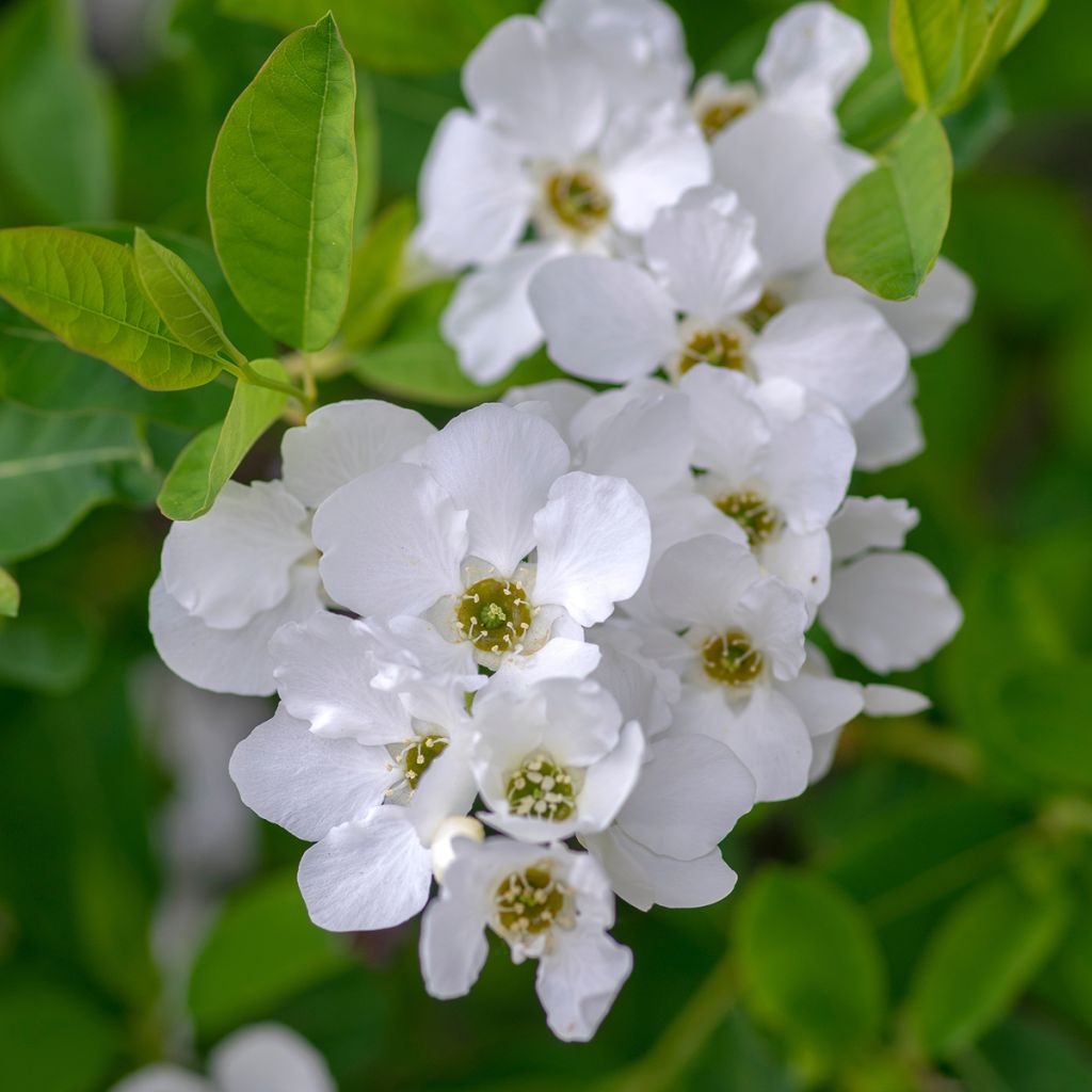 Exochorda racemosa Snow Mountain