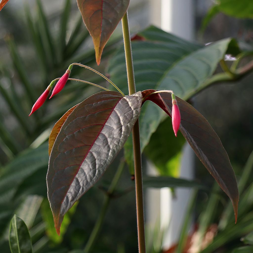 Fuchsia alpestris - Fucsia