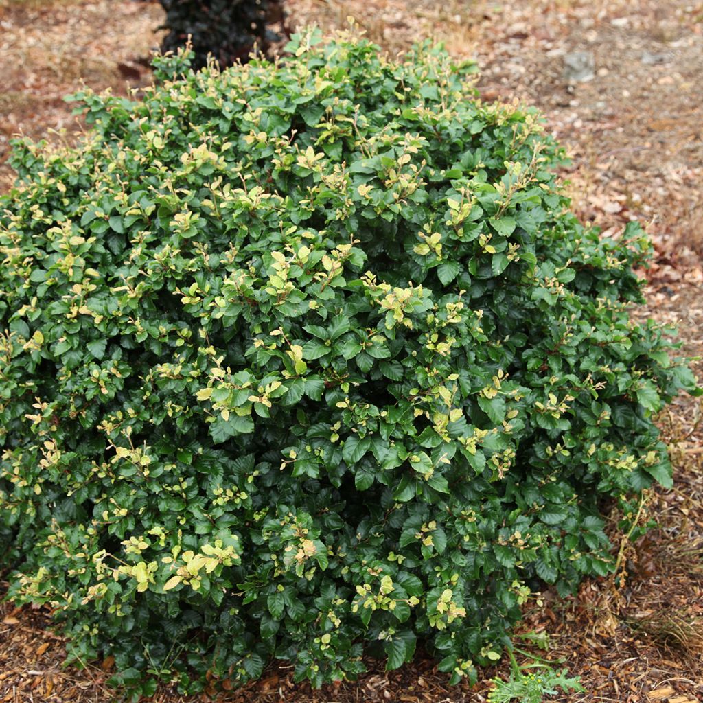 Fagus sylvatica Asterix - Faggio nano