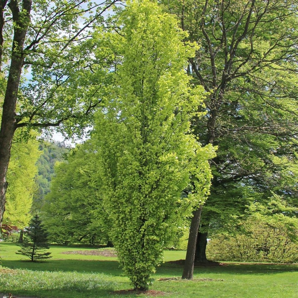 Fagus sylvatica Dawyck Gold - Faggio fastigiato dorato