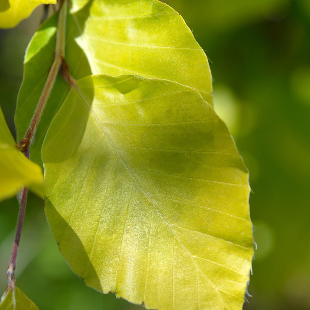 Fagus sylvatica Dawyck Gold - Faggio fastigiato dorato