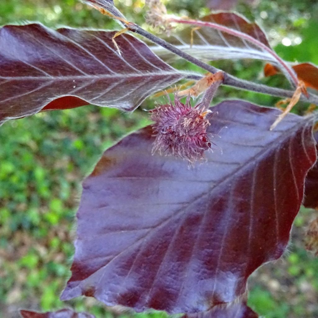 Fagus sylvatica Dawyck Purple - Faggio fastigiato