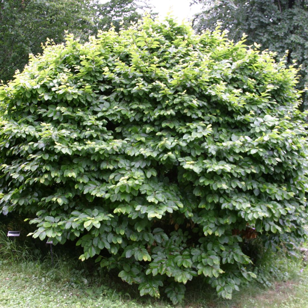 Fagus sylvatica Fruticosa - Faggio