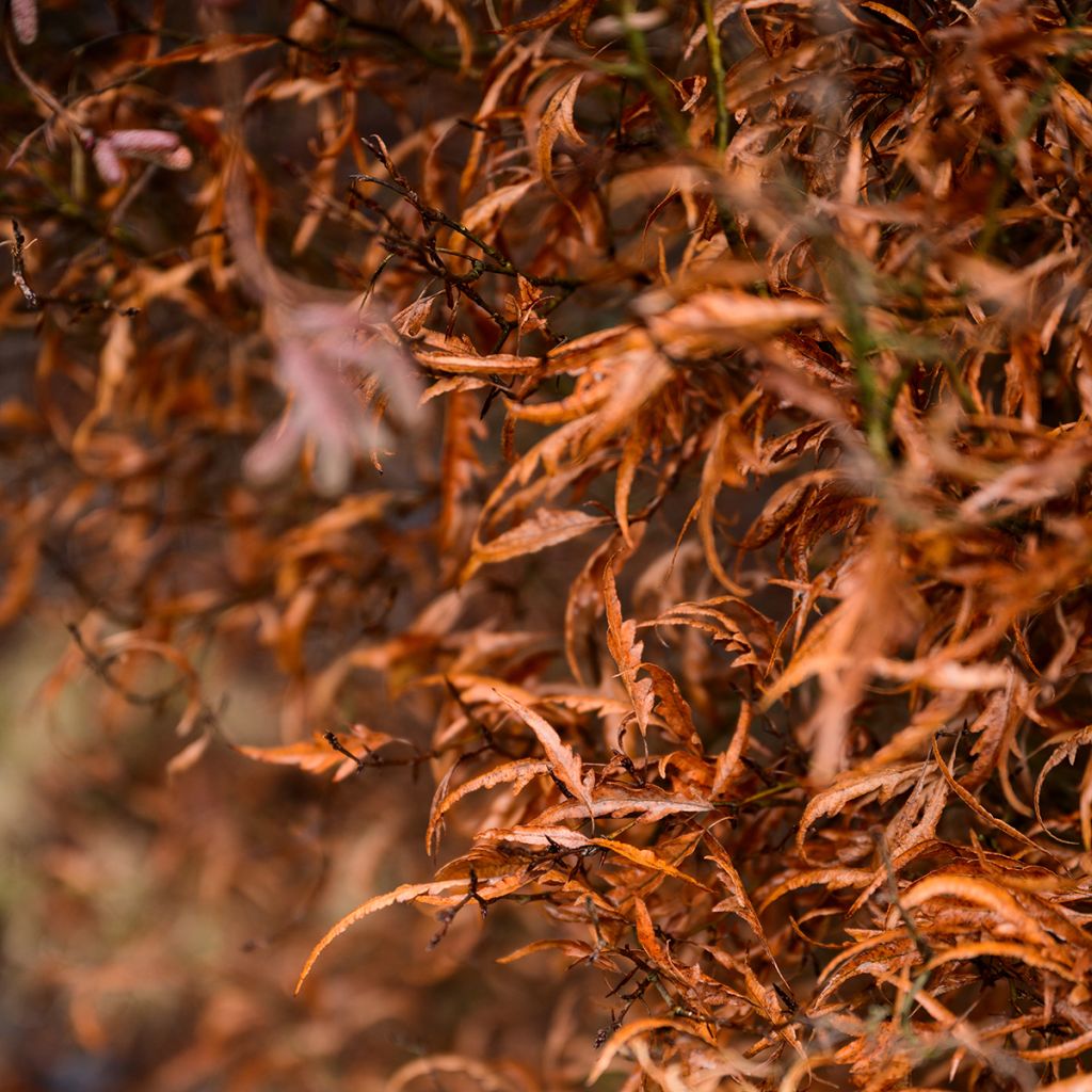 Fagus sylvatica Mercedes - Faggio nano