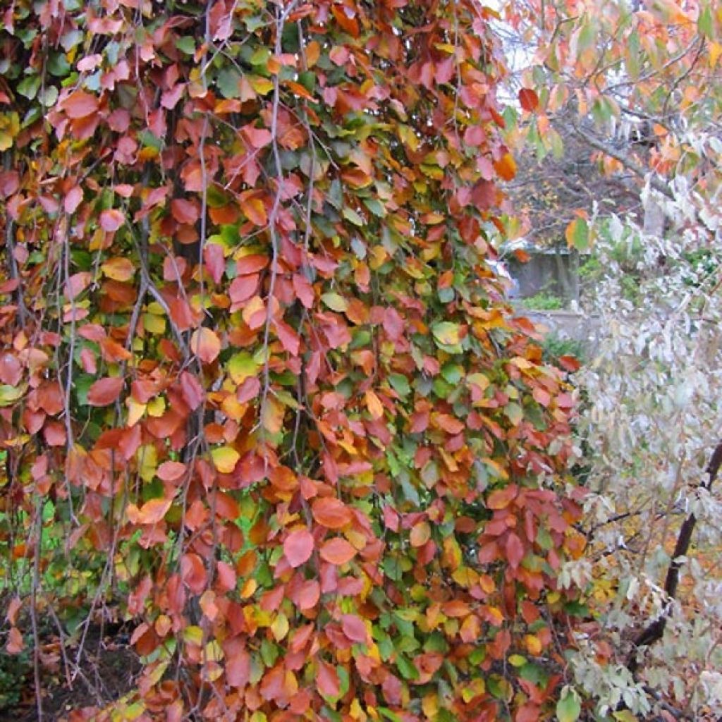 Fagus sylvatica Pendula - Faggio
