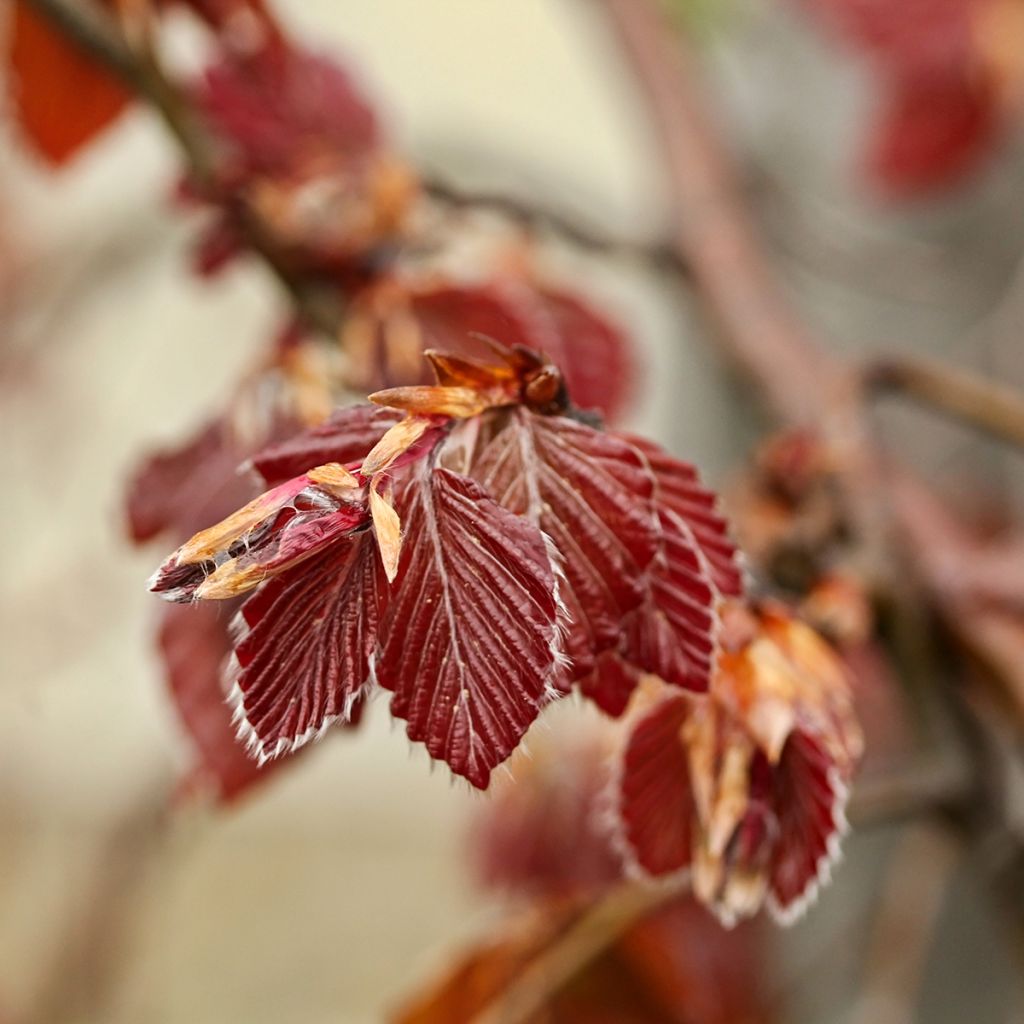 Fagus sylvatica Purple Fountain - Faggio