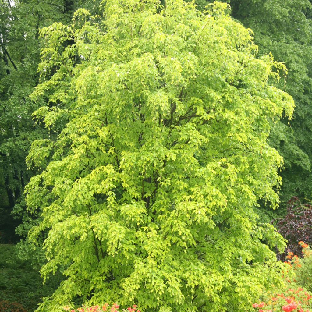 Fagus sylvatica Rohan Gold - Faggio