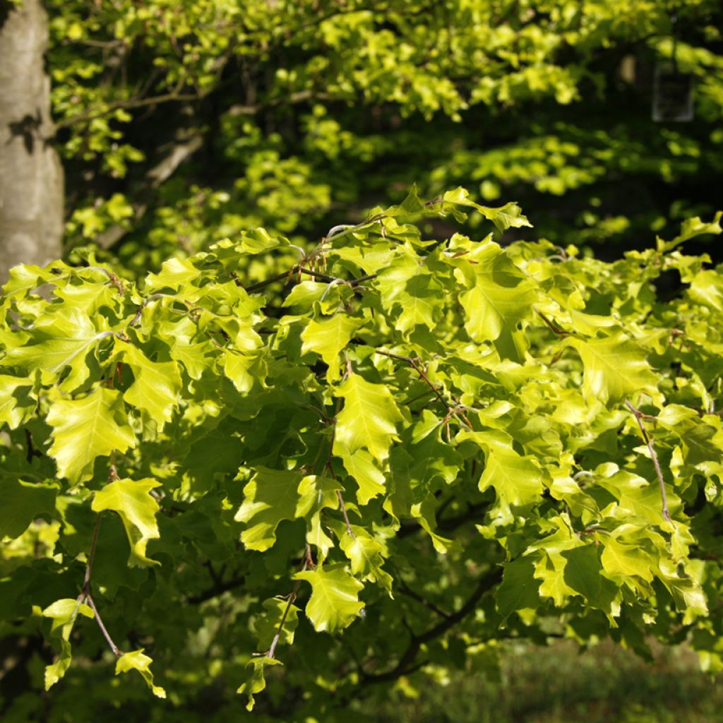 Fagus sylvatica Rohan Gold - Faggio