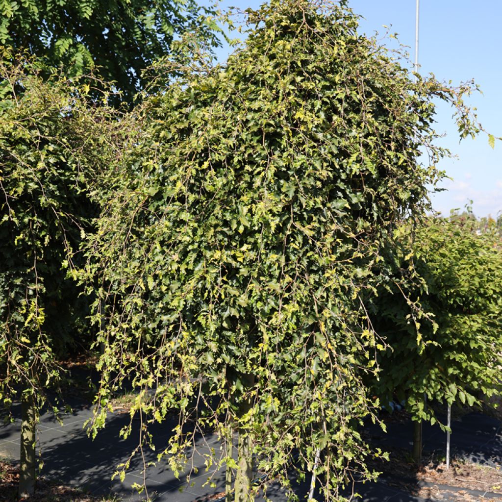 Fagus sylvatica Rohan Green Weeping - Faggio