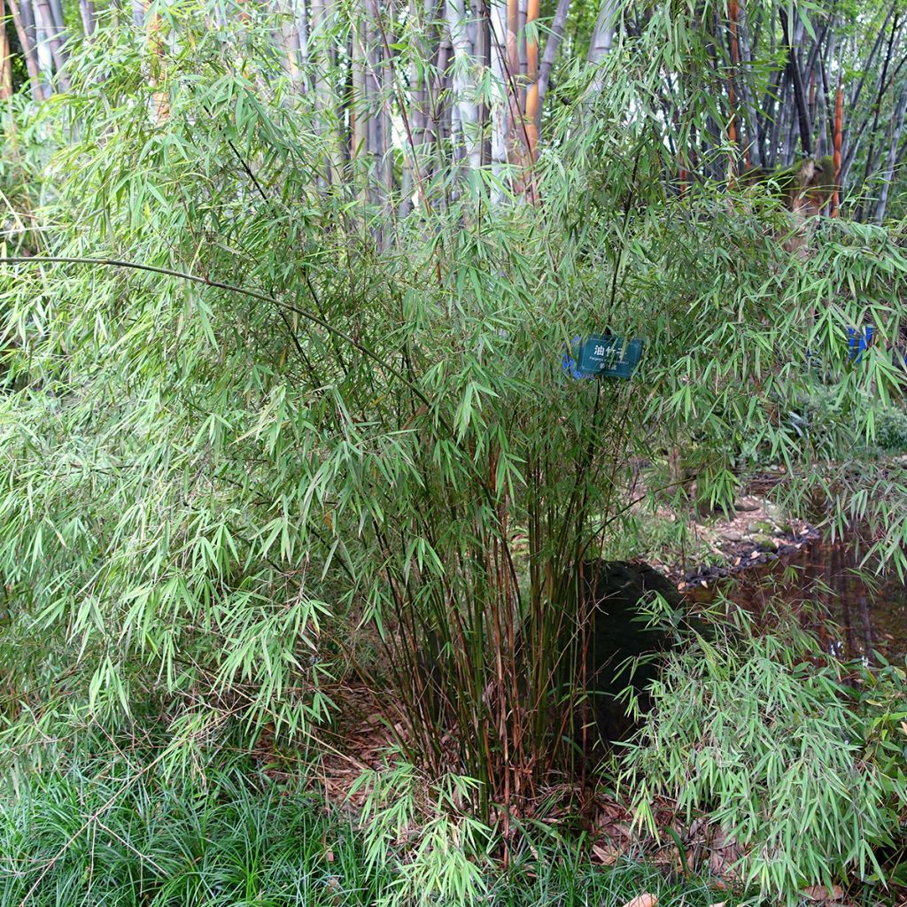 Fargesia angustissima