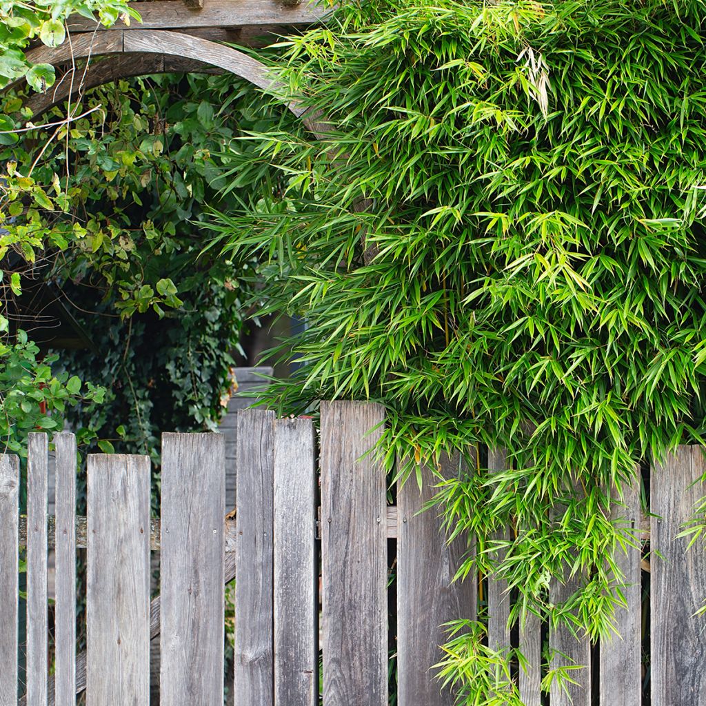 Fargesia robusta Pingwu