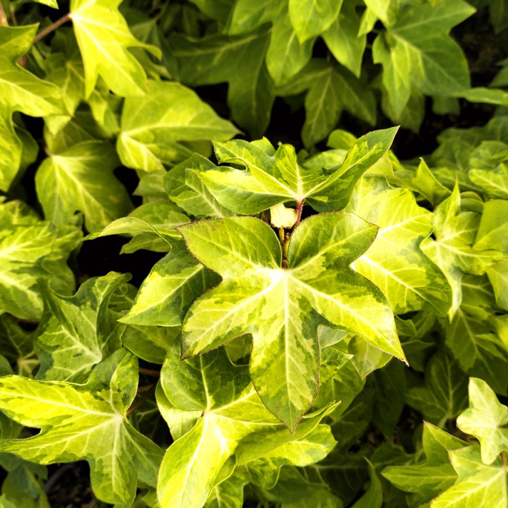 Fatshedera lizei Annemieke - Lierre arborescent panaché