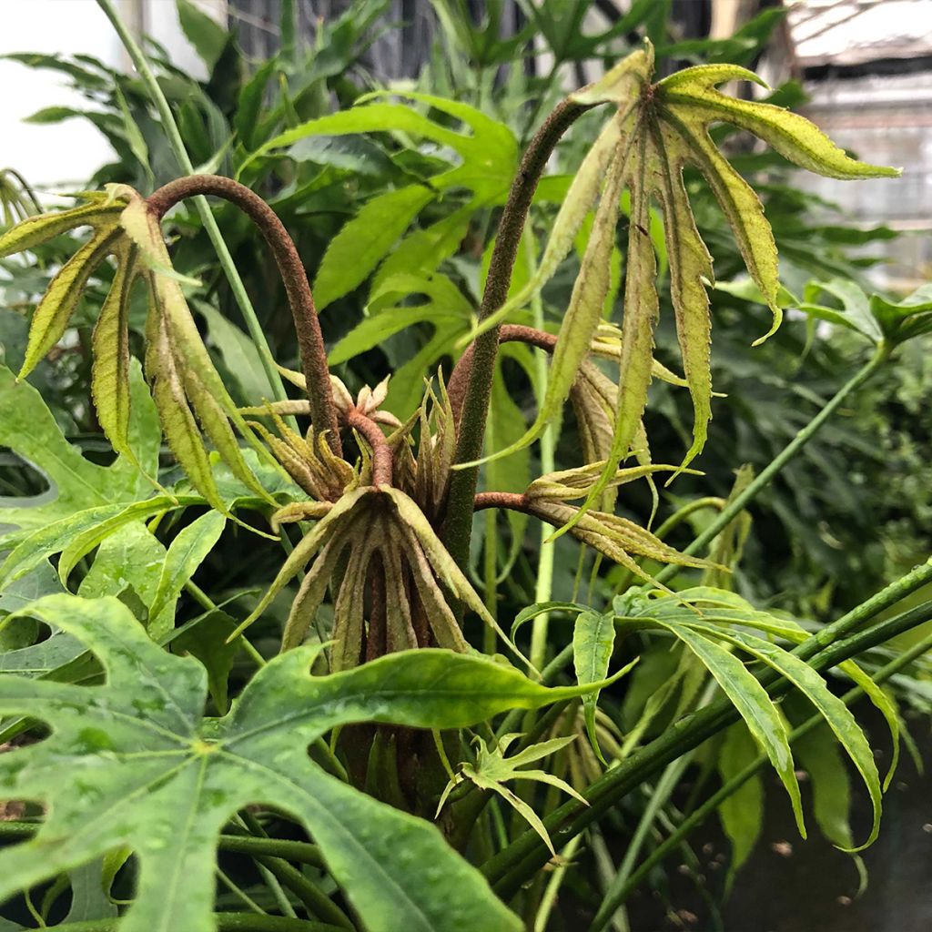 Fatsia polycarpa Green Fingers