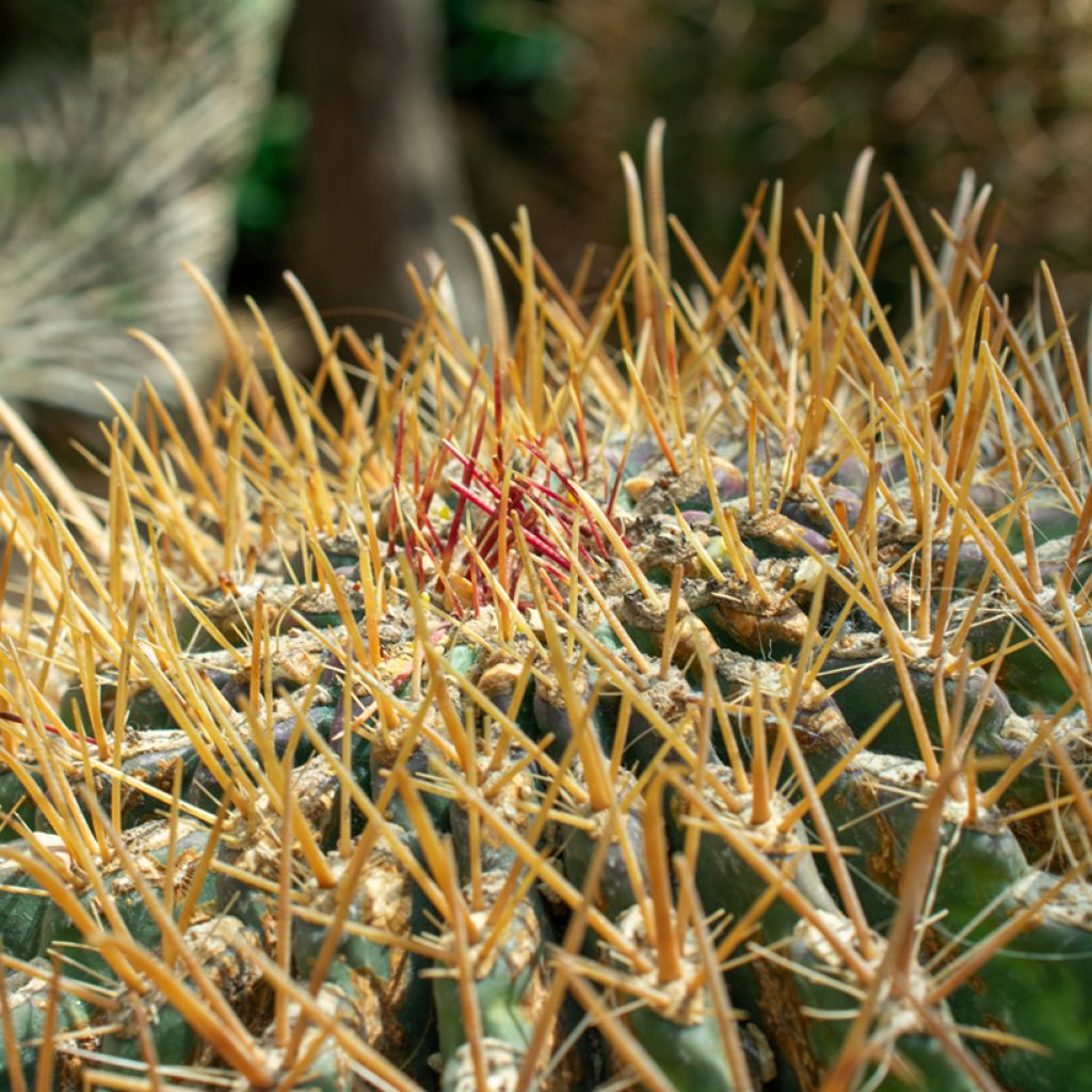 Ferocactus emoryi