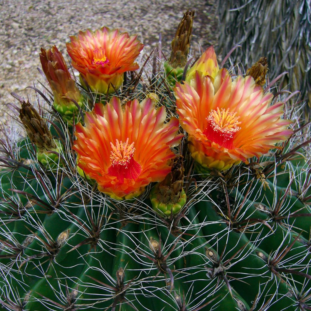 Ferocactus emoryi