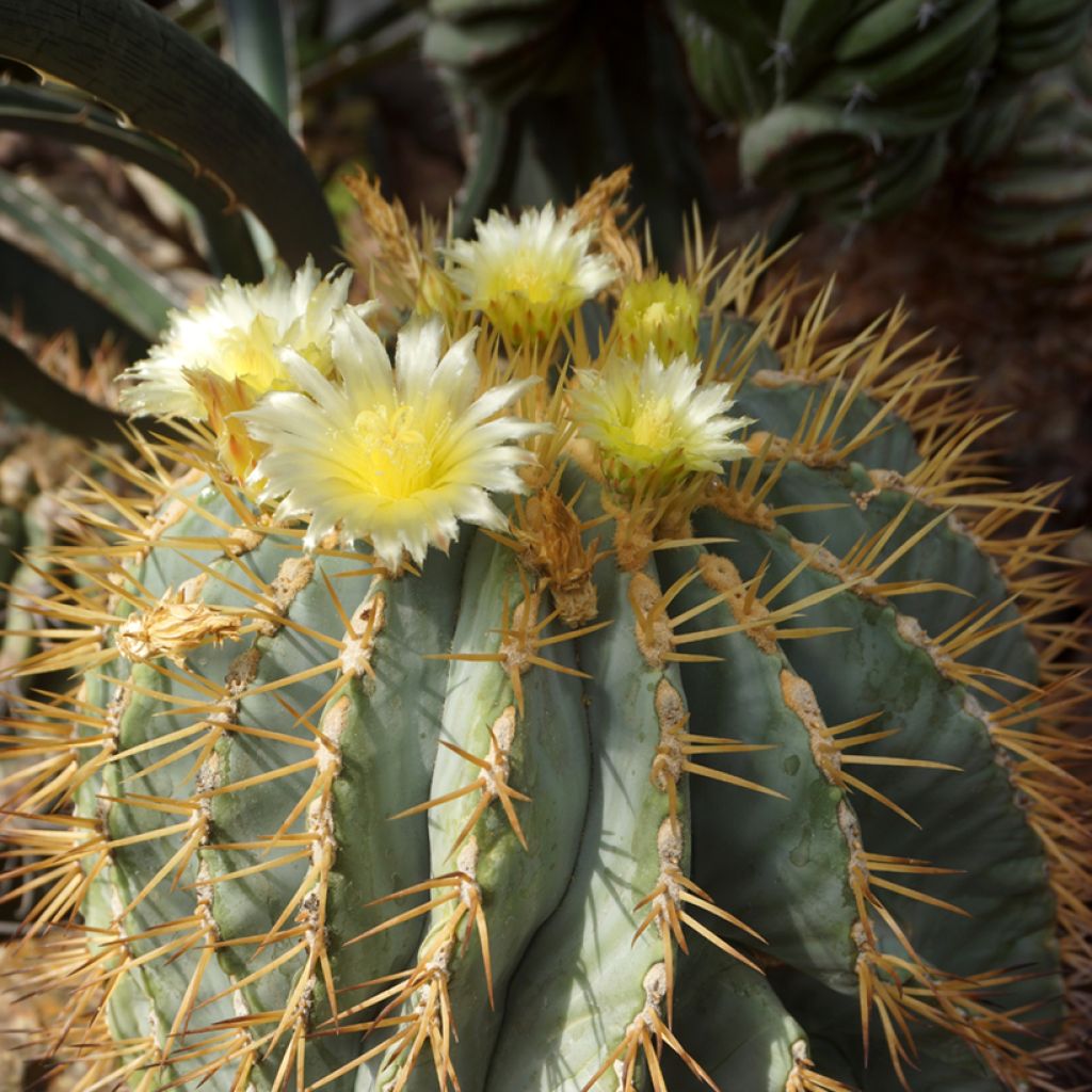 Ferocactus glaucescens