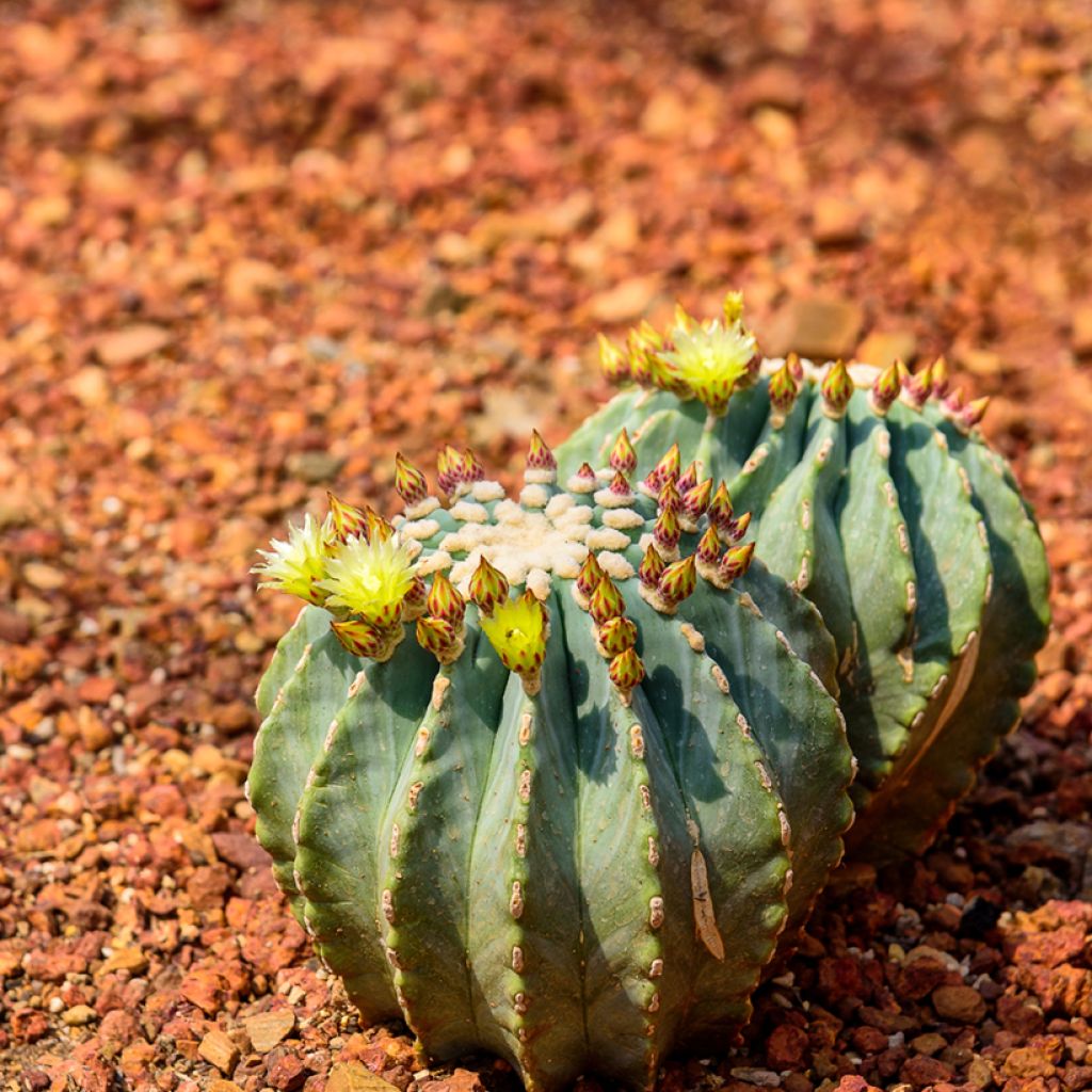 Ferocactus glaucescens
