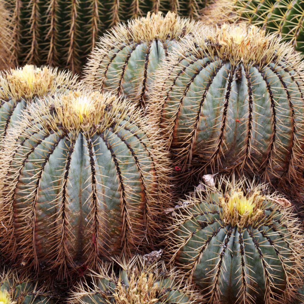 Ferocactus glaucescens