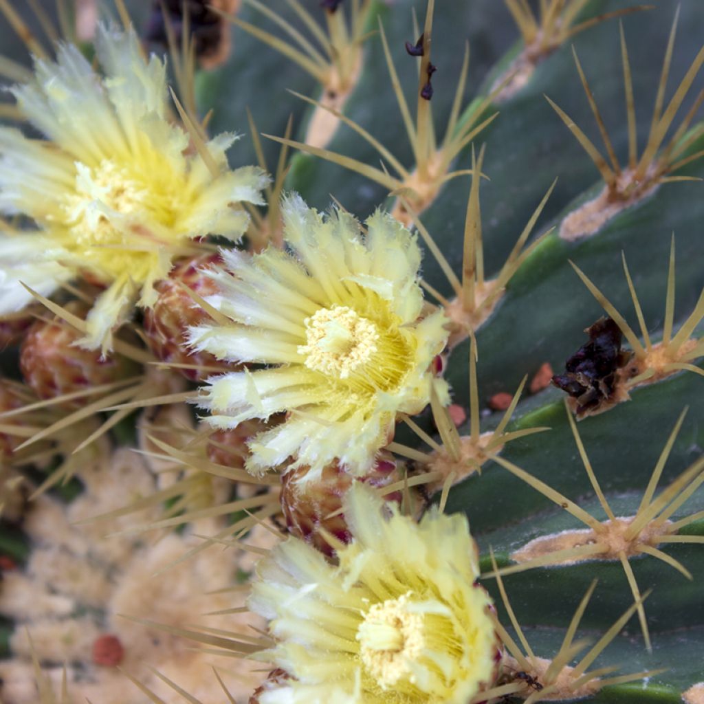 Ferocactus glaucescens