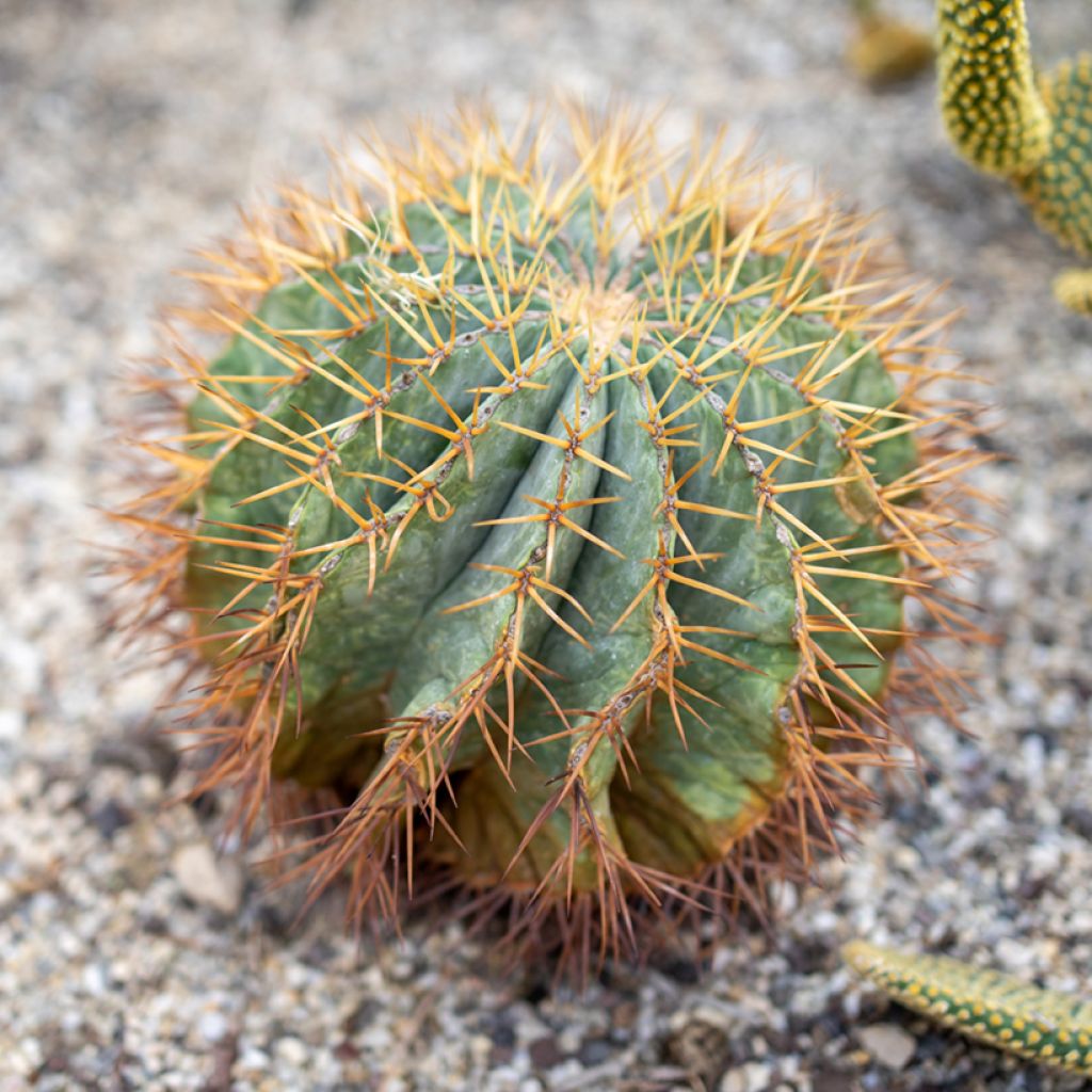Ferocactus glaucescens