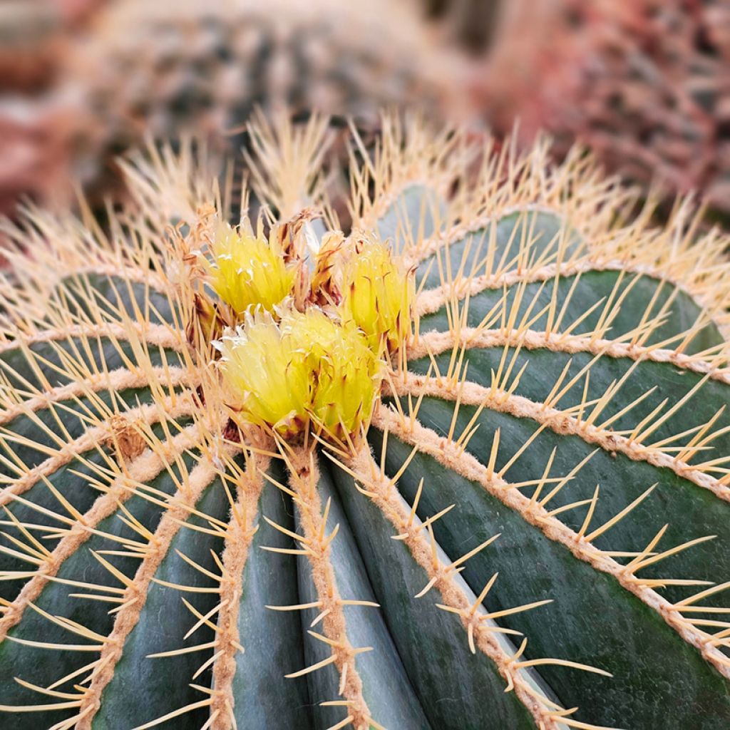 Ferocactus glaucescens