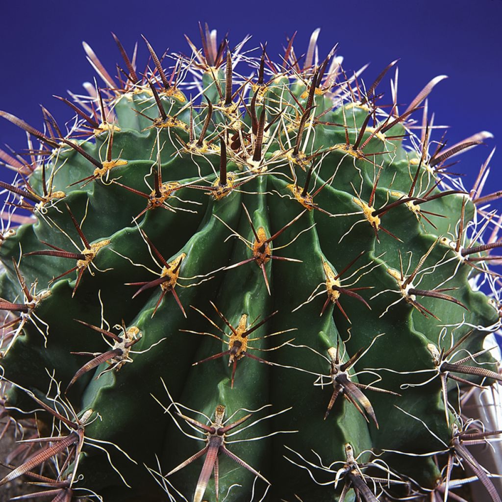 Ferocactus horridus