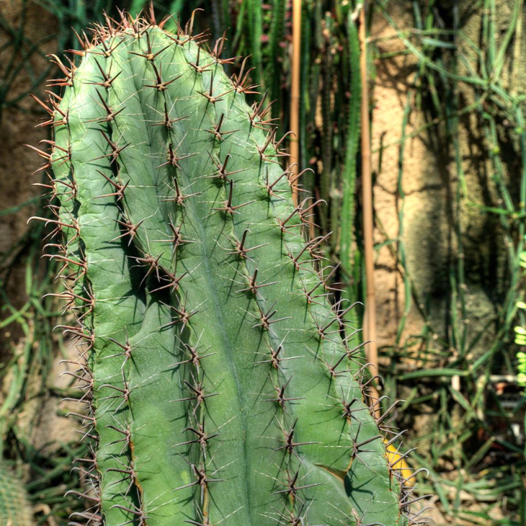 Ferocactus horridus