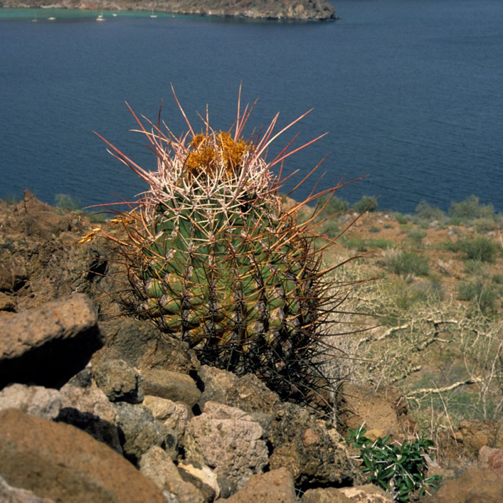 Ferocactus rectispinus