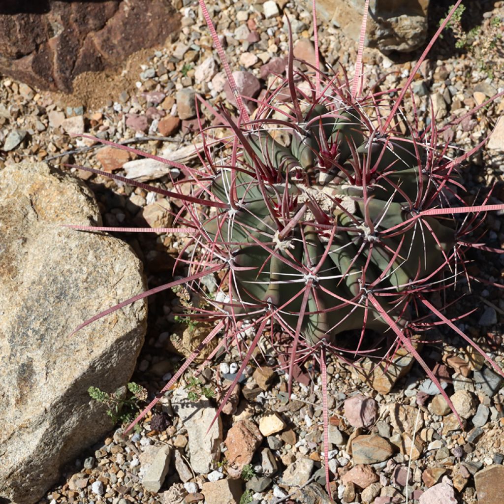 Ferocactus rectispinus