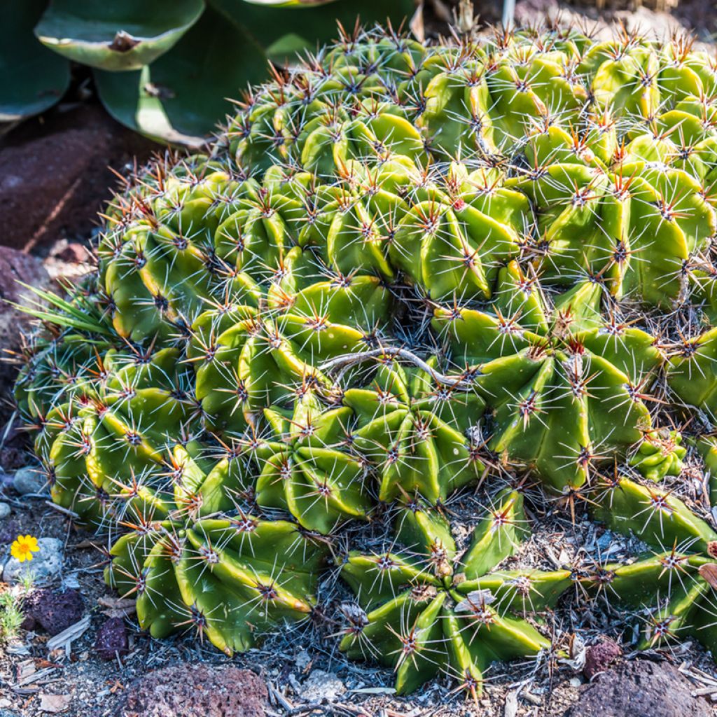 Ferocactus robustus