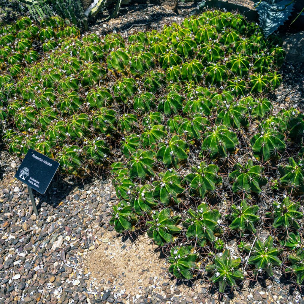 Ferocactus robustus