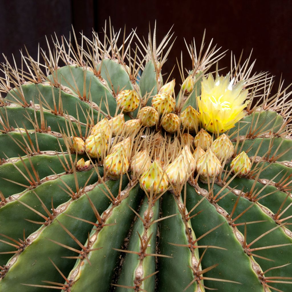 Ferocactus schwarzii