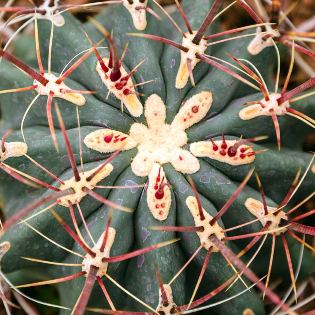 Ferocactus stainesii
