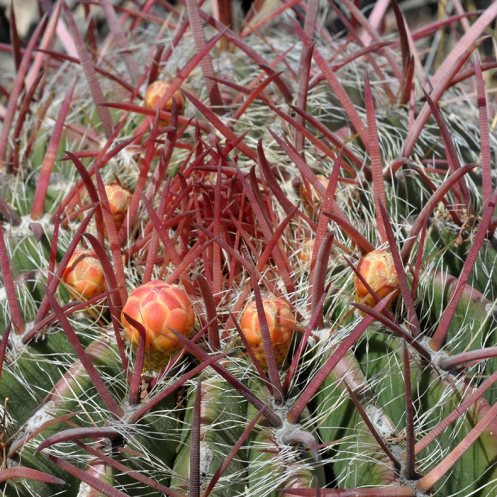 Ferocactus stainesii