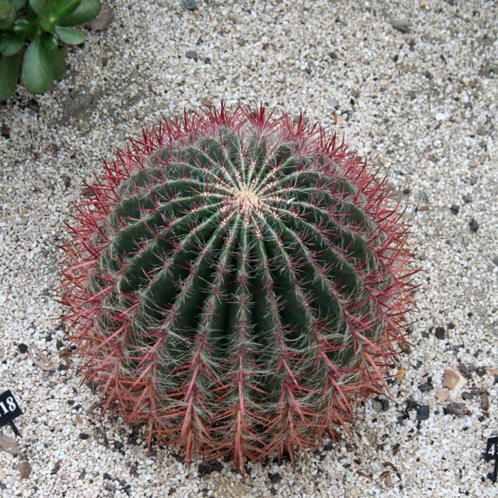 Ferocactus stainesii