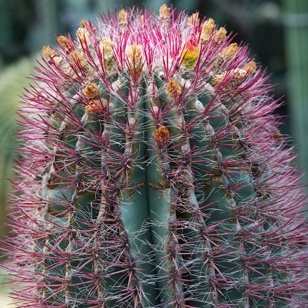 Ferocactus stainesii var. pilosus