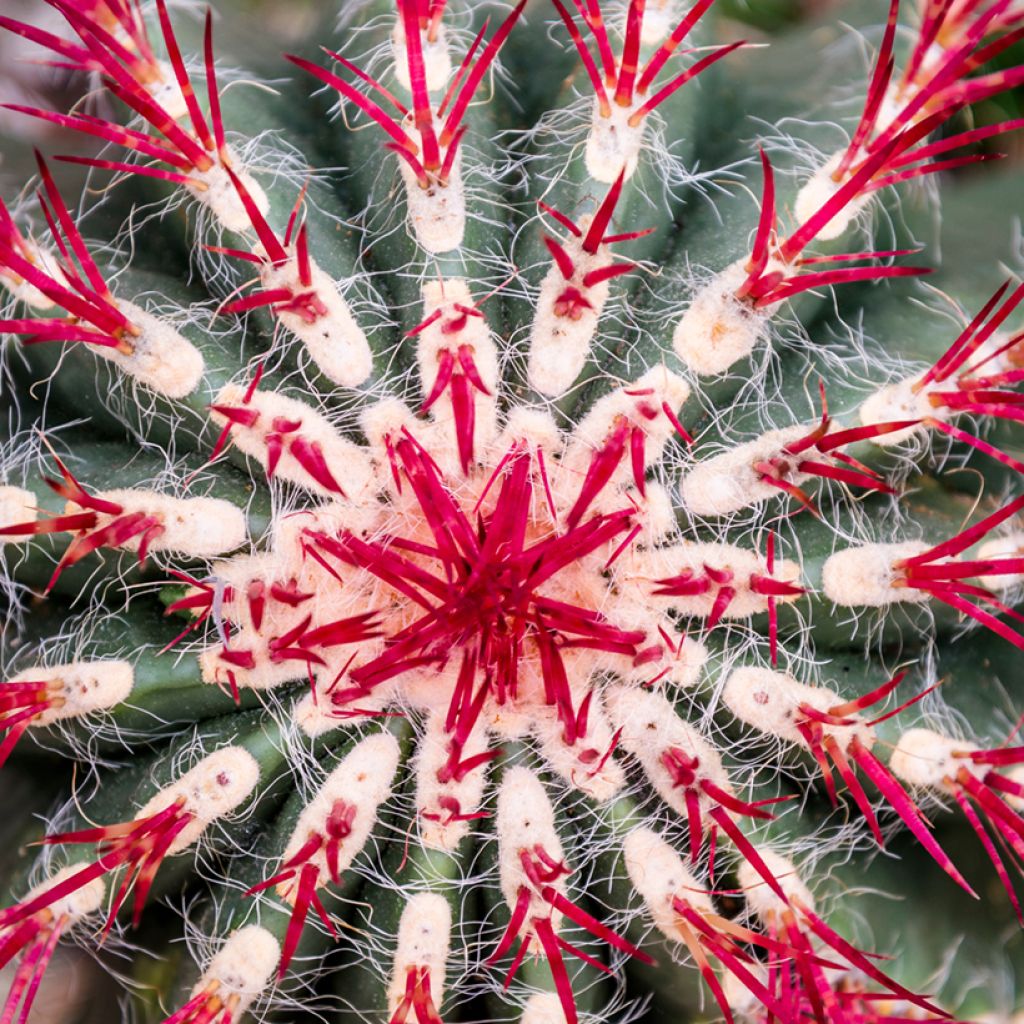 Ferocactus stainesii var. pilosus
