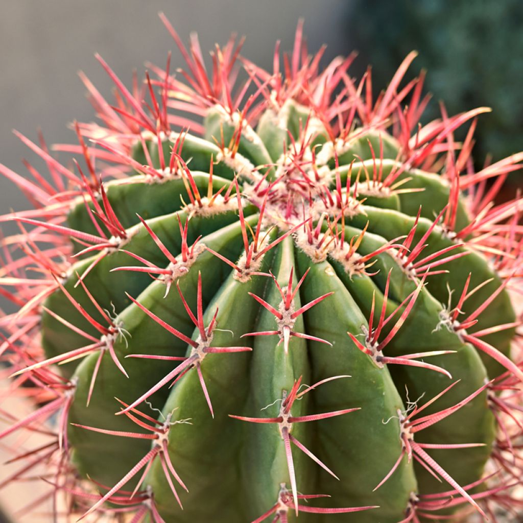 Ferocactus stainesii var. pilosus